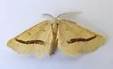 Eriplatymetra lentifluata - Hodges#6853 - photo 2