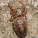 Eris floridana