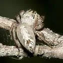 Eris floridana - photo 3