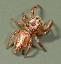 Eris floridana - photo 4
