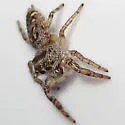 Bronze Jumper