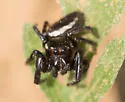 Bronze Jumper - photo 2