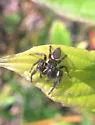 Bronze Jumper - photo 3