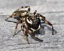 Bronze Jumper - photo 4