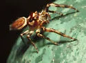 Bronze Jumper - photo 5