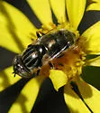 Eristalinus (Lathyrophthalmus) aeneus