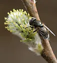 Eristalinus (Lathyrophthalmus) aeneus - photo 2
