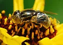 Eristalinus (Lathyrophthalmus) aeneus - photo 3