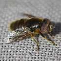 Eristalinus (Lathyrophthalmus) aeneus - photo 4