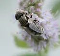 Eristalinus (Lathyrophthalmus) aeneus - photo 5