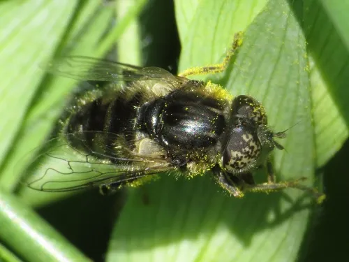 Eristalinus sepulchralis