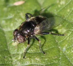 Eristalinus sepulchralis - photo 2