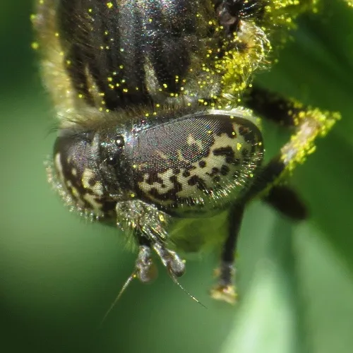 Eristalinus sepulchralis - photo 3