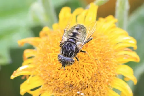 Eristalinus sepulchralis - photo 4