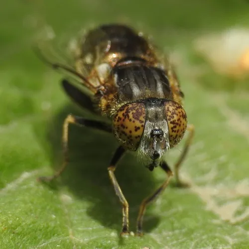 Eristalinus sepulchralis - photo 5