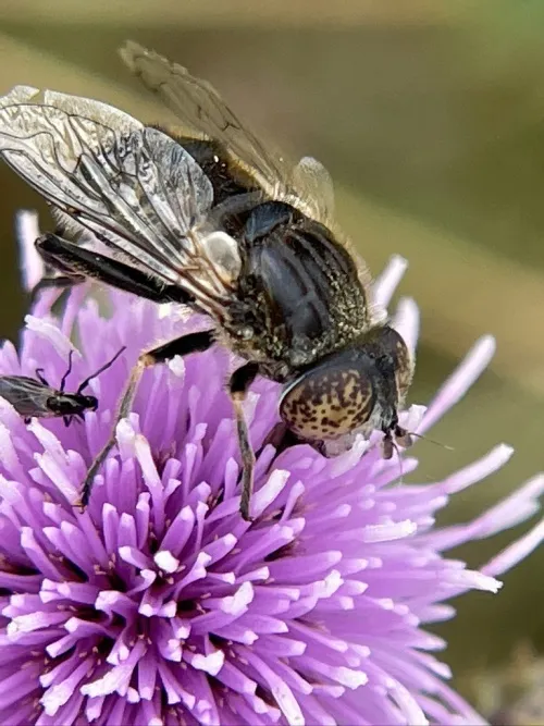 Eristalinus sepulchralis - photo 6