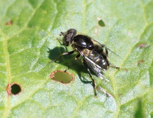 Eristalinus sepulchralis - photo 7