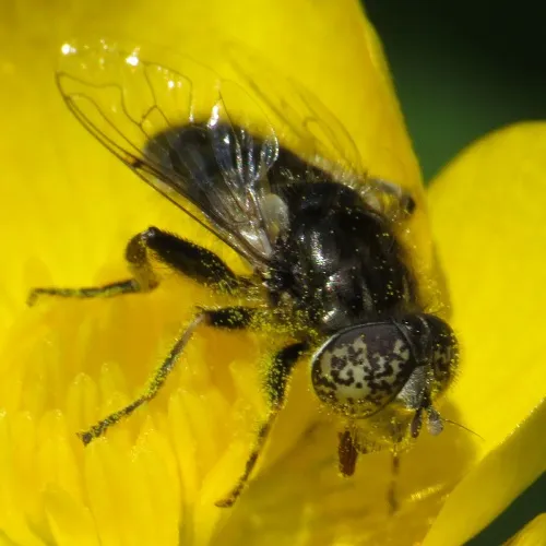 Eristalinus sepulchralis - photo 8