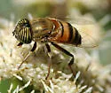Eristalinus (Eristalodes) taeniops