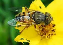 Eristalinus (Eristalodes) taeniops - photo 2
