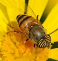 Eristalinus (Eristalodes) taeniops - photo 3