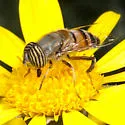 Eristalinus (Eristalodes) taeniops - photo 4