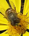 Eristalinus (Eristalodes) taeniops - photo 5