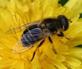 Eristalis abusiva