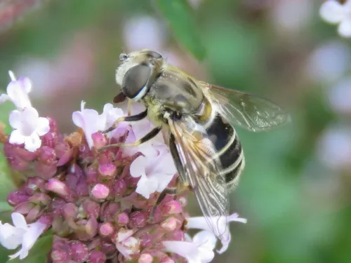 Eristalis abusiva - photo 2