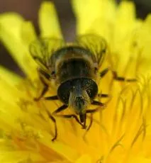 Eristalis abusiva - photo 3