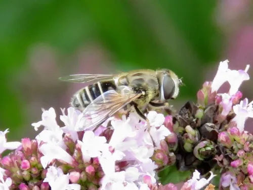 Eristalis abusiva - photo 4