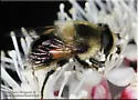 Eristalis anthophorina
