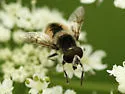 Eristalis anthophorina - photo 2