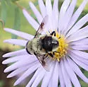 Eristalis anthophorina - photo 3