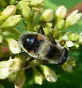 Eristalis anthophorina - photo 4