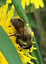 Eristalis anthophorina - photo 5