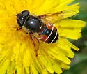 Eristalis bellardii