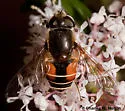 Eristalis bellardii - photo 2
