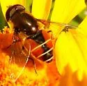Eristalis bellardii - photo 3