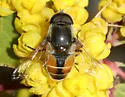 Eristalis bellardii - photo 4