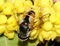 Eristalis bellardii - photo 5