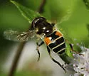 Eristalis brousii