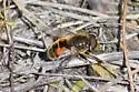 Eristalis brousii - photo 2