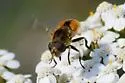 Eristalis brousii - photo 3