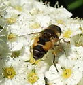 Eristalis brousii - photo 4
