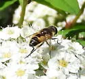 Eristalis brousii - photo 5