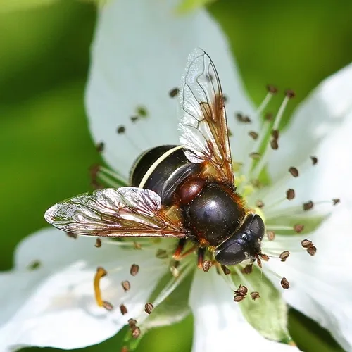 Eristalis cryptarum
