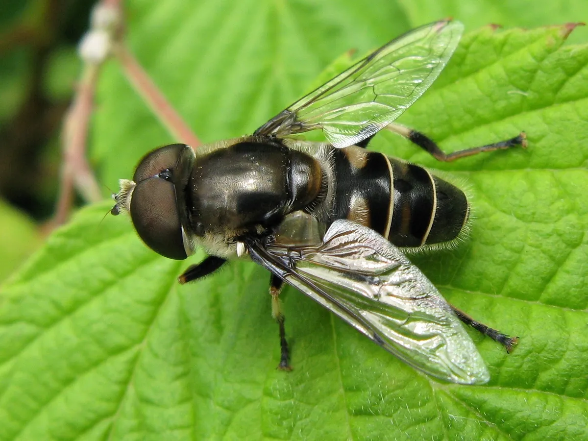 Eristalis dimidiata - photo 2