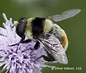 Orange-legged Drone Fly - photo 3