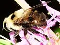 Orange-legged Drone Fly - photo 4